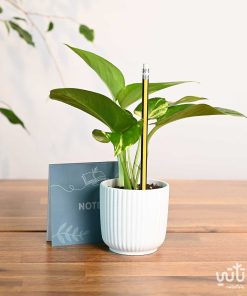 هدية نبتة البوتس و دفتر