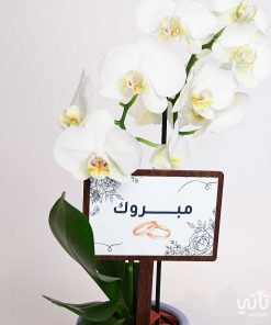 هدية الزواج نبتة الاوركيد و تشوكلت روكي بايتس