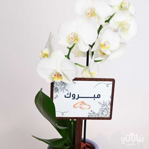 هدية الزواج نبتة الاوركيد و تشوكلت روكي بايتس