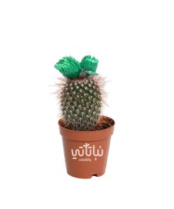 نبتة صبار صغير بورود خضراء
