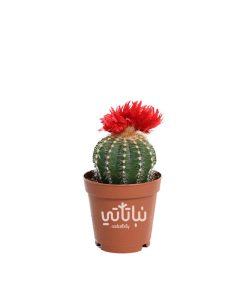 نبتة صبار صغير بورود حمراء