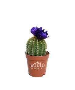 نبتة صبار صغير بورود بنفسجية