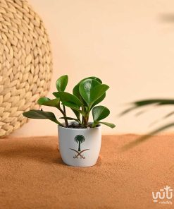 نبتة الببروميا ثيم اليوم الوطني