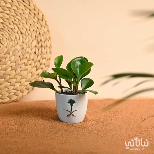 نبتة الببروميا ثيم اليوم الوطني