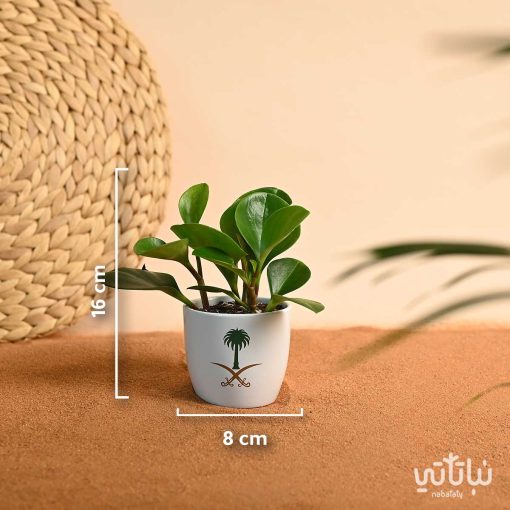 نبتة الببروميا ثيم اليوم الوطني