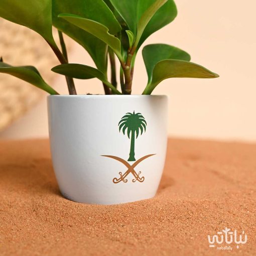 نبتة الببروميا ثيم اليوم الوطني
