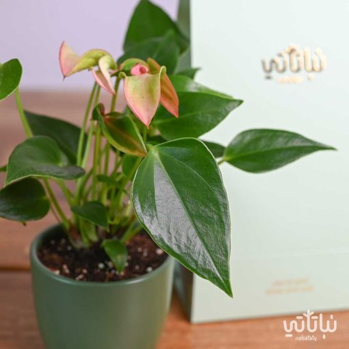 هدية هولدر نبتة الأنتوريوم الوردي