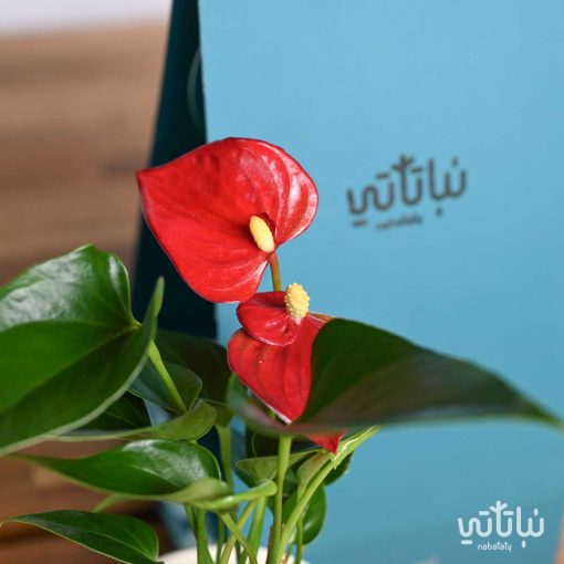 هدية هولدر نبتة الأنتوريوم الحمراء