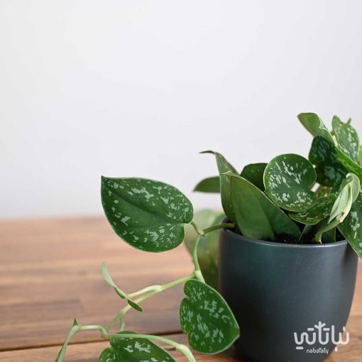 نبتة بوتس بيكتوس في اصيص سيراميك رمادي