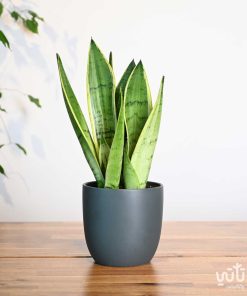 نبتة جلد النمر في اصيص سيراميك رمادي