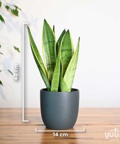 مقاسات نبتة جلد النمر في اصيص سيراميك رمادي