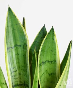 نبتة جلد النمر في اصيص سيراميك رمادي