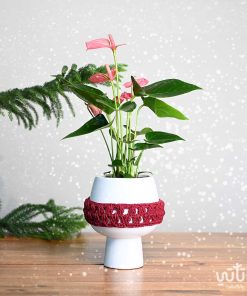 نبتة انتوريوم وردية في اصيص سيراميك ثيم شتوي