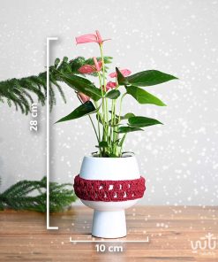 مقاسات نبتة انتوريوم وردية في اصيص سيراميك ثيم شتوي