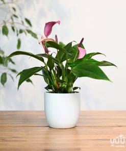 نبتة انتوريوم ازهار بنفسجية في حوض سيراميك ابيض