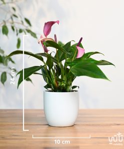 Alternative view of نبتة انتوريوم ازهار بنفسجية في حوض سيراميك ابيض