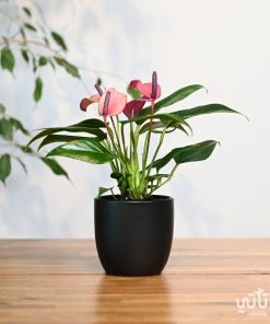 نبتة انتوريوم ازهار بنفسجية في حوض سيراميك اسود