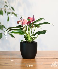 Alternative view of نبتة انتوريوم ازهار بنفسجية في حوض سيراميك اسود