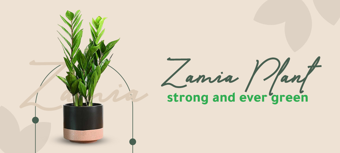 zamia