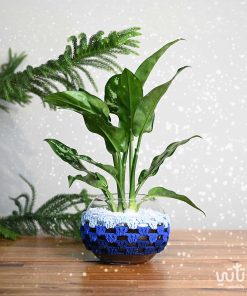 نبتة اجلونيما في اصيص زجاجي ثيم شتوي