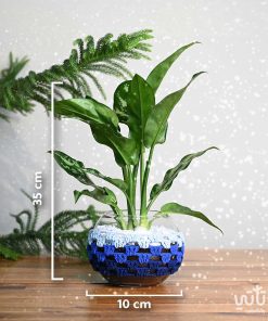 مقاسات نبتة اجلونيما في اصيص زجاجي ثيم شتوي