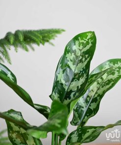 نبتة اجلونيما في اصيص زجاجي ثيم شتوي