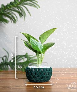 مقاسات نبتة البوتس في اصيص زجاجي ثيم شتوي اخضر