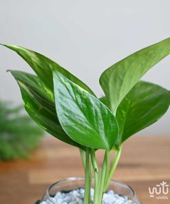 نبتة البوتس في اصيص زجاجي ثيم شتوي اخضر