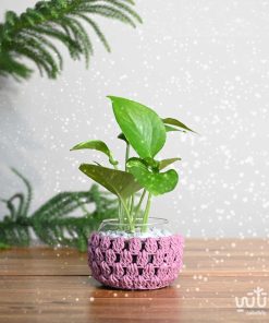 نبتة البوتس في اصيص زجاجي ثيم شتوي وردي