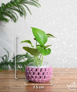 مقاسات نبتة البوتس في اصيص زجاجي ثيم شتوي وردي