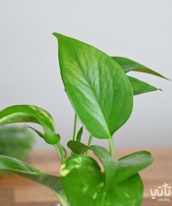 نبتة البوتس في اصيص زجاجي ثيم شتوي وردي