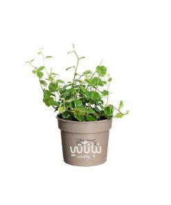 نبتة فيكس قزمي مبرقشة صغيرة