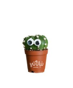 صبار صغير مزين بعيون