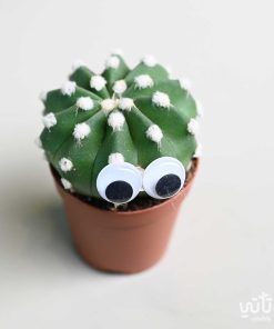 صبار صغير مزين بعيون