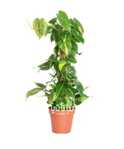 نبتة كرمة المحبوب برازيل متسلقة 50 سم