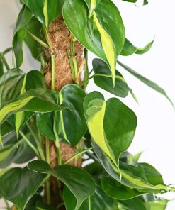 نبتة كرمة المحبوب برازيل متسلقة 50 سم