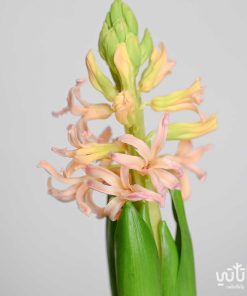 نبتة هايسنث برتقالي