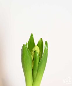 نبتة هايسنث برتقالي