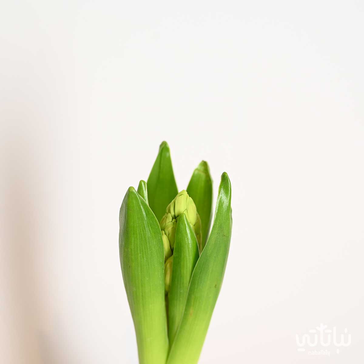 نبتة هايسنث برتقالي