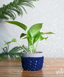 نبتة البوتس في اصيص بلاستيك ثيم شتوي ازرق