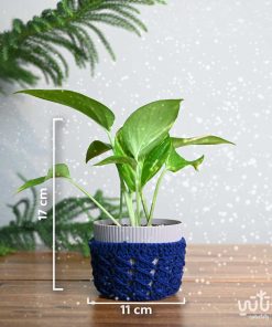 مقاسات نبتة البوتس في اصيص بلاستيك ثيم شتوي ازرق