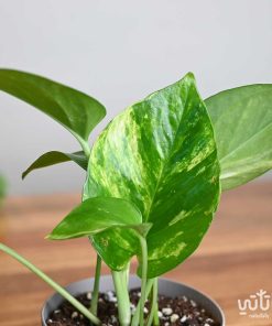 نبتة البوتس في اصيص بلاستيك ثيم شتوي ازرق