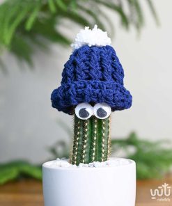 نبتة صبار صغيرة مع قبعة زرقاء