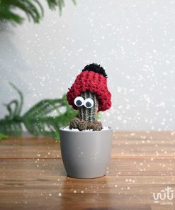 نبتة صبار صغيرة مع قبعة حمراء