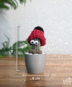 مقاسات نبتة صبار صغيرة مع قبعة حمراء
