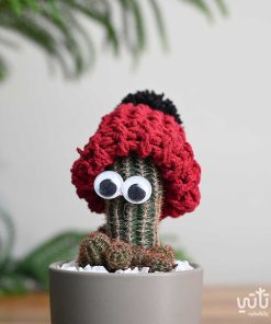 نبتة صبار صغيرة مع قبعة حمراء