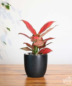 نبتة الاجلونيما الحمراء في اصيص سيراميك اسود