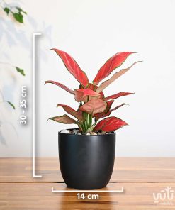 مقاسات نبتة الاجلونيما الحمراء في اصيص سيراميك اسود