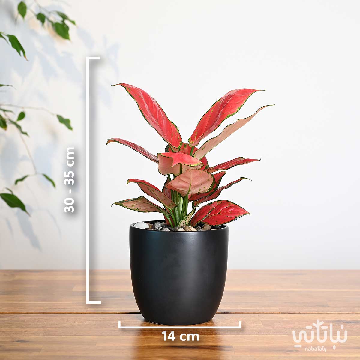 مقاسات نبتة الاجلونيما الحمراء في اصيص سيراميك اسود