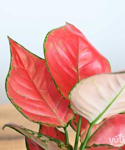 نبتة الاجلونيما الحمراء في اصيص سيراميك اسود